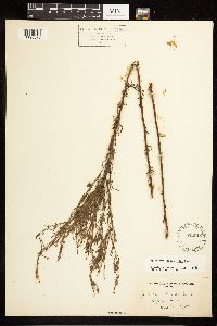 Epilobium leptophyllum image