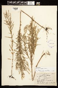 Epilobium leptophyllum image