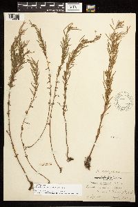 Epilobium leptophyllum image