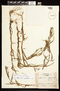 Epilobium leptophyllum image