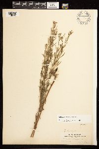 Epilobium leptophyllum image