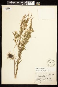 Epilobium leptophyllum image