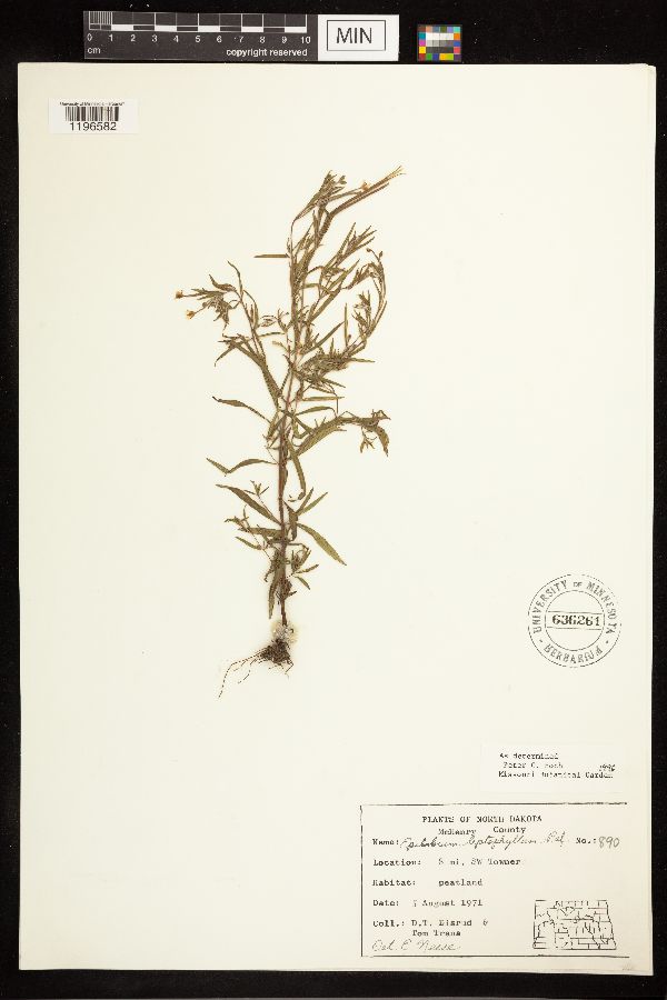 Epilobium leptophyllum image