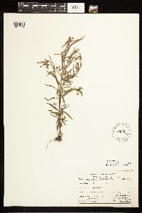 Epilobium leptophyllum image