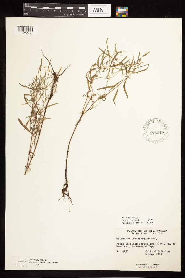 Epilobium leptophyllum image