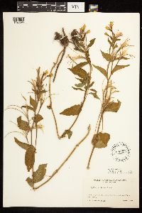Epilobium luteum image