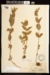 Epilobium luteum image