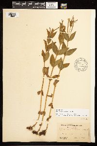 Epilobium luteum image