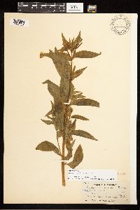 Epilobium luteum image