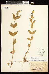 Epilobium luteum image