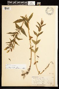 Epilobium luteum image