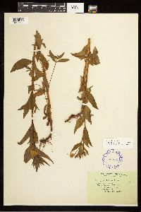 Epilobium luteum image