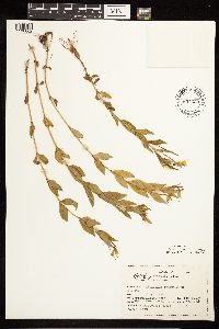 Epilobium luteum image