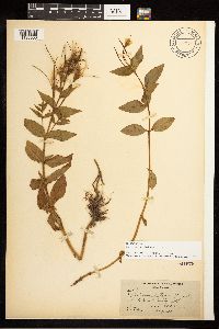 Epilobium luteum image