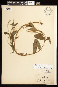 Epilobium luteum image