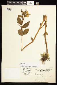 Epilobium luteum image