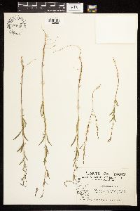 Epilobium minutum image