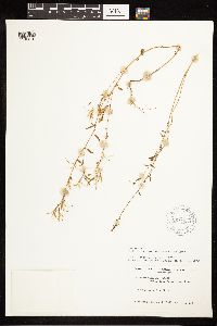 Epilobium minutum image