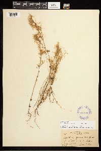 Epilobium minutum image