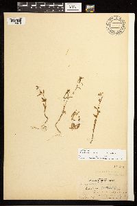Epilobium minutum image