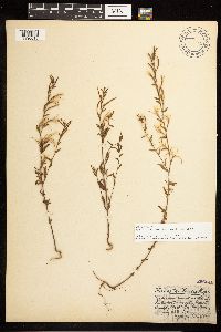 Epilobium minutum image