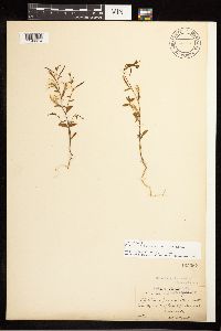 Epilobium minutum image