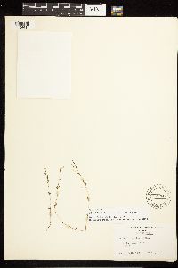 Epilobium minutum image