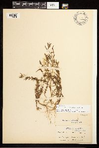 Epilobium minutum image