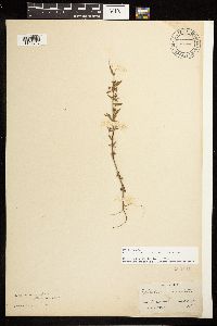 Epilobium minutum image