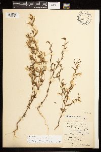 Epilobium minutum image