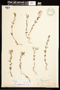 Epilobium minutum image