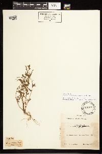 Epilobium minutum image