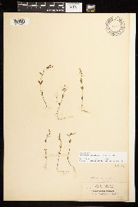 Epilobium minutum image