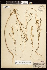 Epilobium minutum image