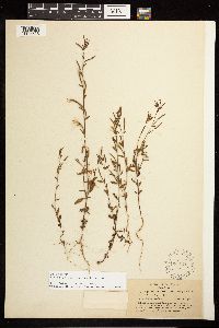 Epilobium minutum image