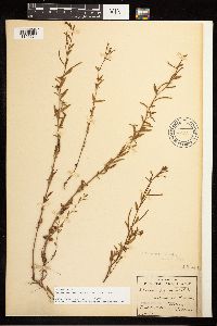 Epilobium minutum image