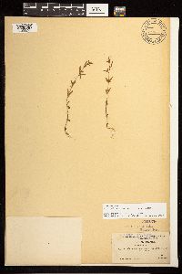 Epilobium minutum image