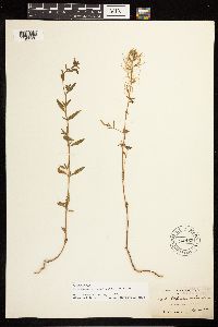Epilobium minutum image