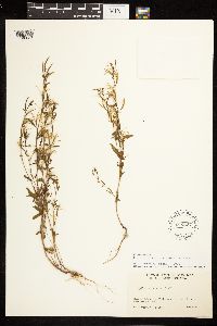 Epilobium minutum image
