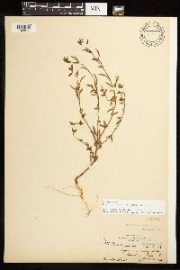 Epilobium minutum image