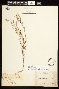 Epilobium minutum image