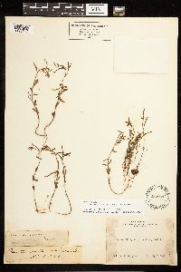 Epilobium minutum image
