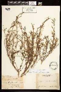 Epilobium minutum image