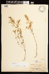Epilobium minutum image