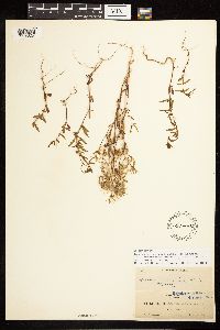 Epilobium minutum image