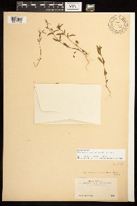 Epilobium minutum image