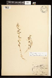 Epilobium minutum image