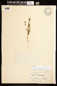 Epilobium minutum image