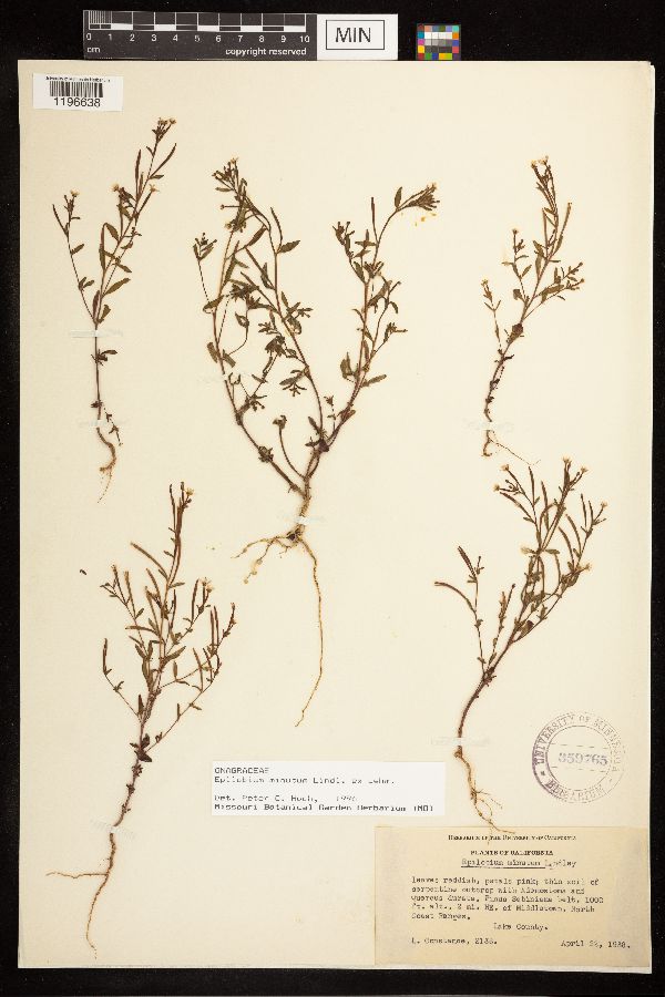 Epilobium minutum image