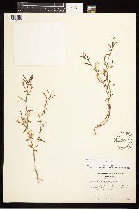 Epilobium minutum image